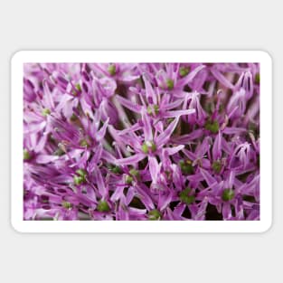 Allium stipitatum  'Mars' Sticker